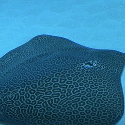 Sting ray