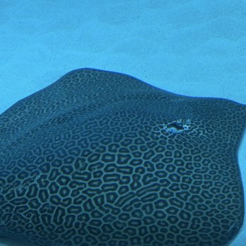Seattle Aquarium - Sting ray - Aquariums Near Me - Seattle, Washington