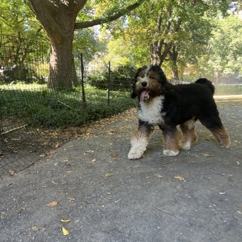 Spunky Paws - Dog Walkers Near Me Spunky Paws - Dog Walkers Near Me