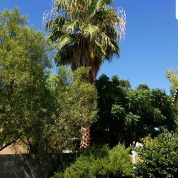 Treepro - This is before having the palm tree trimmed up. Lots of dead palm fronds and dried seed pods. - Tree Services Near Me - Las Vegas, Nevada