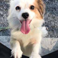 Harbins Dog Park - Eager to get in my lap when other dogs start sniffing him too much.