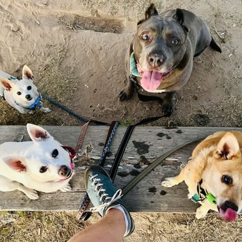 For Paws Only - Pet Groomers Near Me For Paws Only - Pet Groomers Near Me