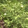 Photo of Lan Flower Farm