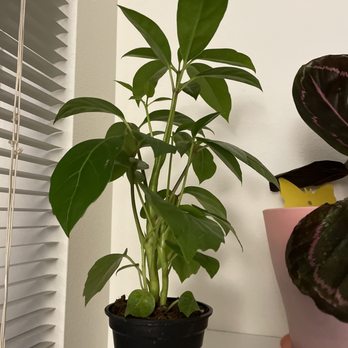 Arium Botanicals - Umbrella tree - Nurseries & Gardening Near Me - PORTLAND, Oregon Arium Botanicals - Umbrella tree - Nurseries & Gardening Near Me - PORTLAND, Oregon