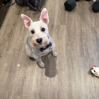 The Dog Barber - The dog barber is the best! - Pet Groomers Near Me - San Francisco, California The Dog Barber - The dog barber is the best! - Pet Groomers Near Me - San Francisco, California