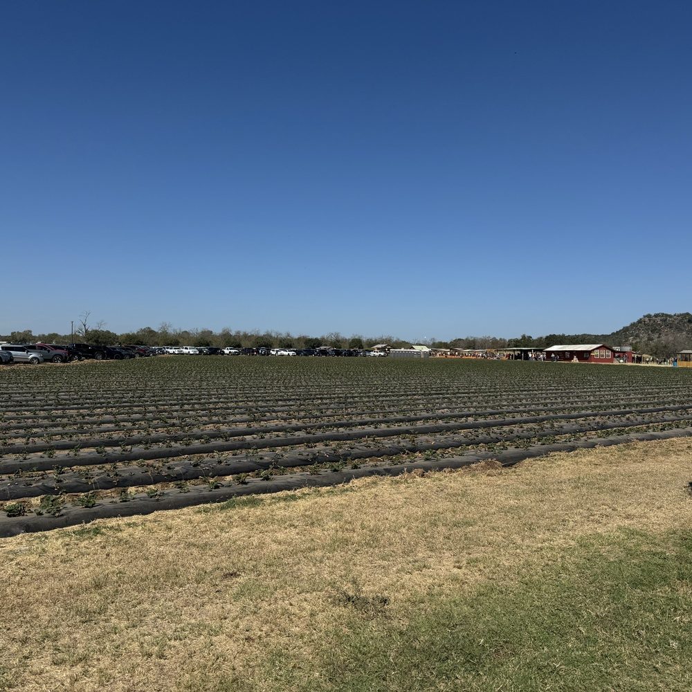 Sweet Berry Farm - Attraction Farms Near Me - Marble Falls, Texas