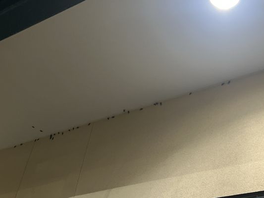 Brooklyn Heights Pizzeria by null