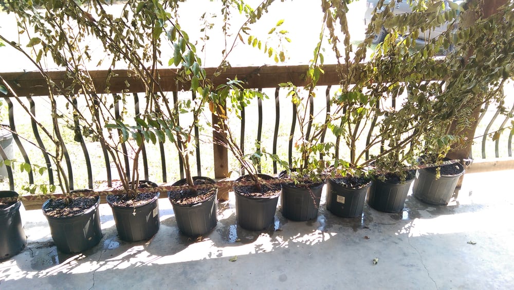 DOUG YOUNG NURSERY Updated September 2024 29 Roberts Rd, Forest