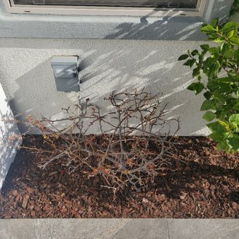 Moon Valley Nurseries - Tree Services Near Me - Irvine, California Moon Valley Nurseries - Tree Services Near Me - Irvine, California