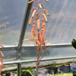 Wild Thyme Farms & Nursery