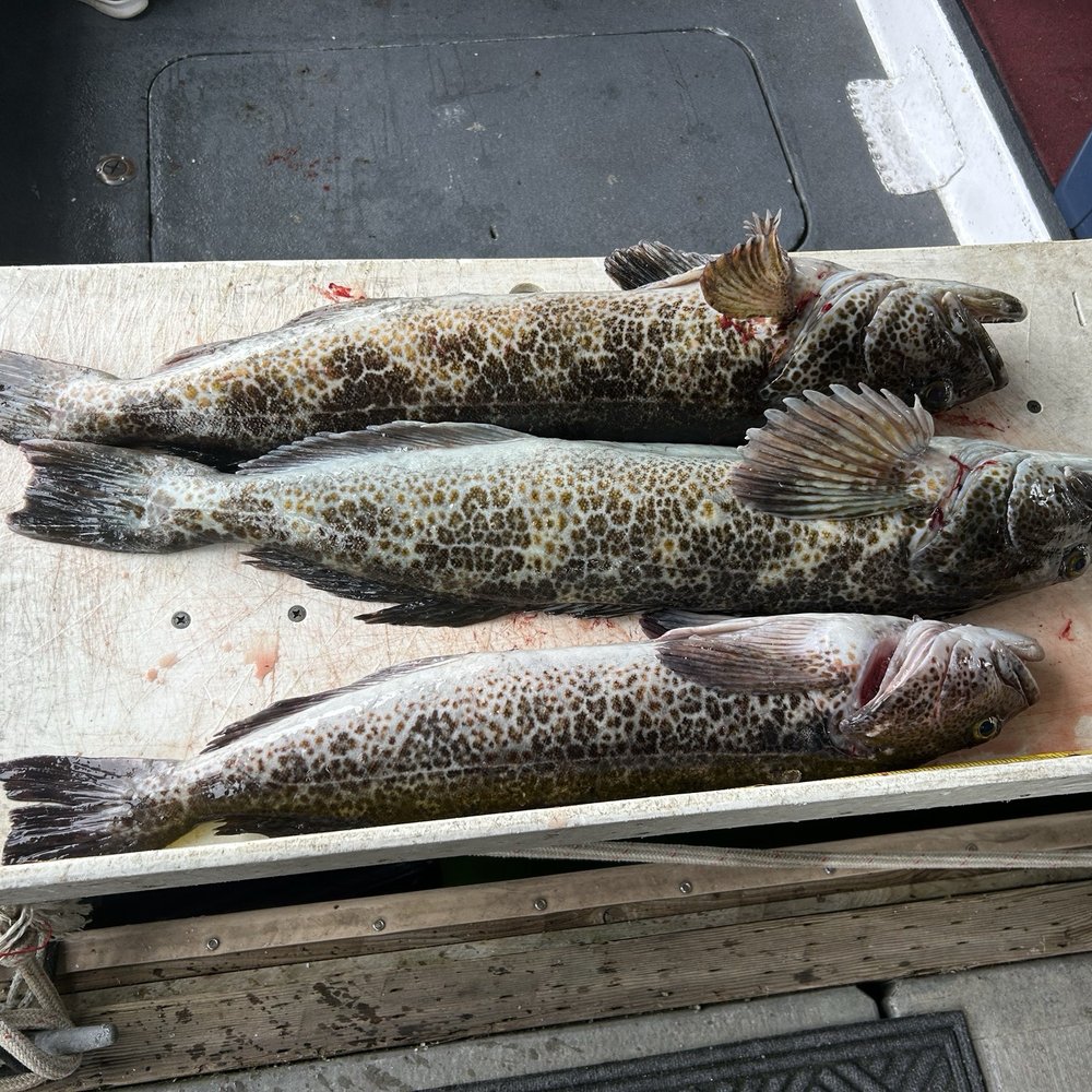 All Star Fishing Charters - Ling Cod - Fishing Near Me - Seattle, Washington