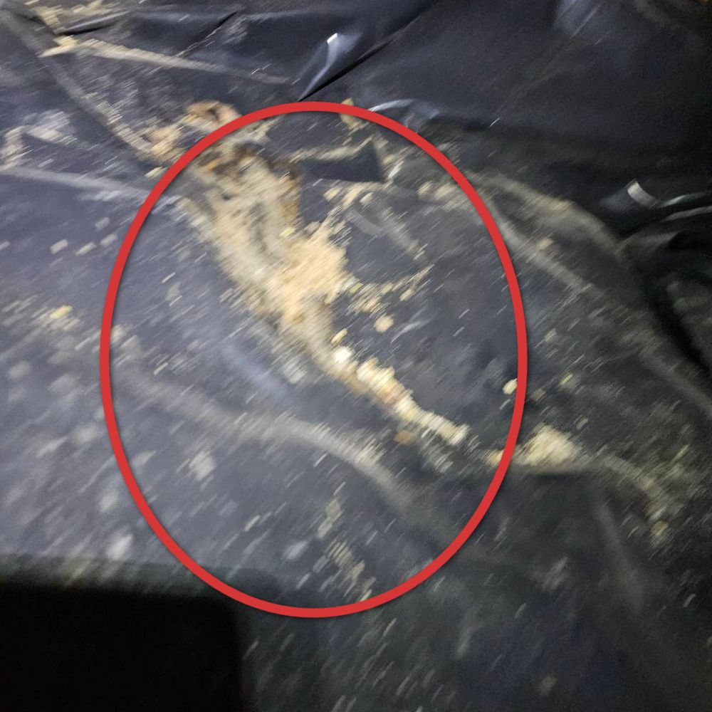 Bent Nail Inspections - It's difficult to see prior water damage from this blurry photo. - Home Inspectors Near Me - Boise, Idaho Bent Nail Inspections - It's difficult to see prior water damage from this blurry photo. - Home Inspectors Near Me - Boise, Idaho