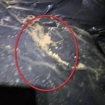 Bent Nail Inspections - It's difficult to see prior water damage from this blurry photo. - Home Inspectors Near Me - Boise, Idaho Bent Nail Inspections - It's difficult to see prior water damage from this blurry photo. - Home Inspectors Near Me - Boise, Idaho