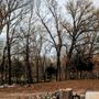 Photo of Evans Tree Service
