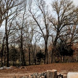 Evans Tree Service - Cut down tree