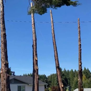 NWB Tree - Tree Services Near Me NWB Tree - Tree Services Near Me