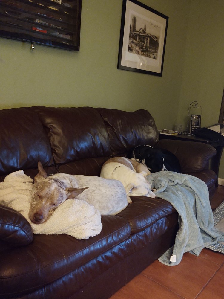 TEJAS VETERINARY CLINIC 17 Reviews 15125 Nw Blvd, Corpus Christi