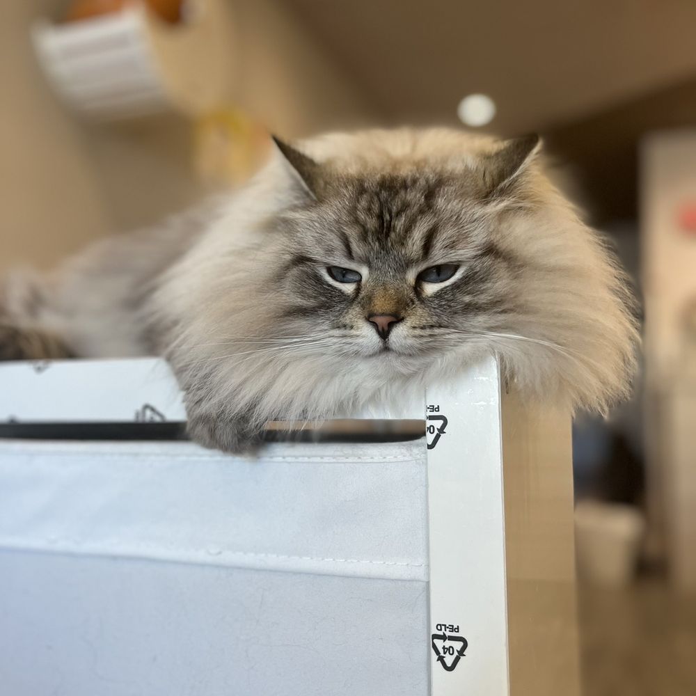 Cat Opia - very cute fluffy cat feeling kind of sleepy - Pet Stores Near Me - Richmond, British Columbia Cat Opia - very cute fluffy cat feeling kind of sleepy - Pet Stores Near Me - Richmond, British Columbia