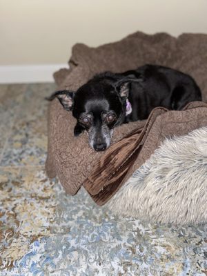 vca all creatures animal hospital