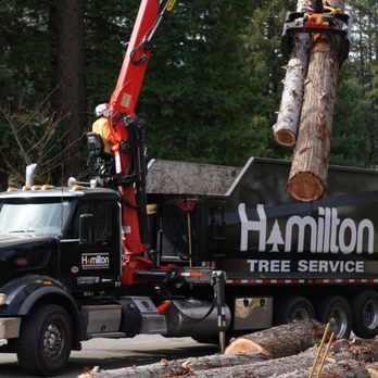 Hamilton Tree Service - Grapple truck wood waste pick-up, will be recycled into mulch through our sister company, EcoMulch. - Tree Services Near Me - Martinez, California Hamilton Tree Service - Grapple truck wood waste pick-up, will be recycled into mulch through our sister company, EcoMulch. - Tree Services Near Me - Martinez, California