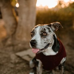 OC Dog Ranch