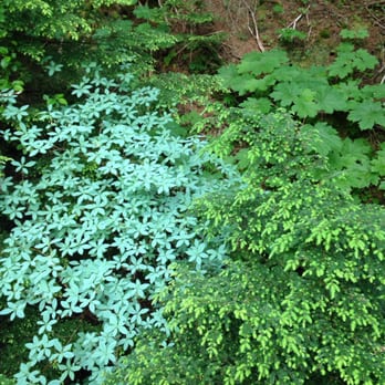 Flume Trail - Hiking Near Me - Juneau, Alaska Flume Trail - Hiking Near Me - Juneau, Alaska