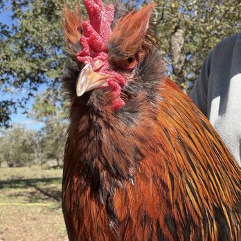 VEG ER for Pets - Emergency Pet Hospital Near Me - Austin, Texas VEG ER for Pets - Emergency Pet Hospital Near Me - Austin, Texas