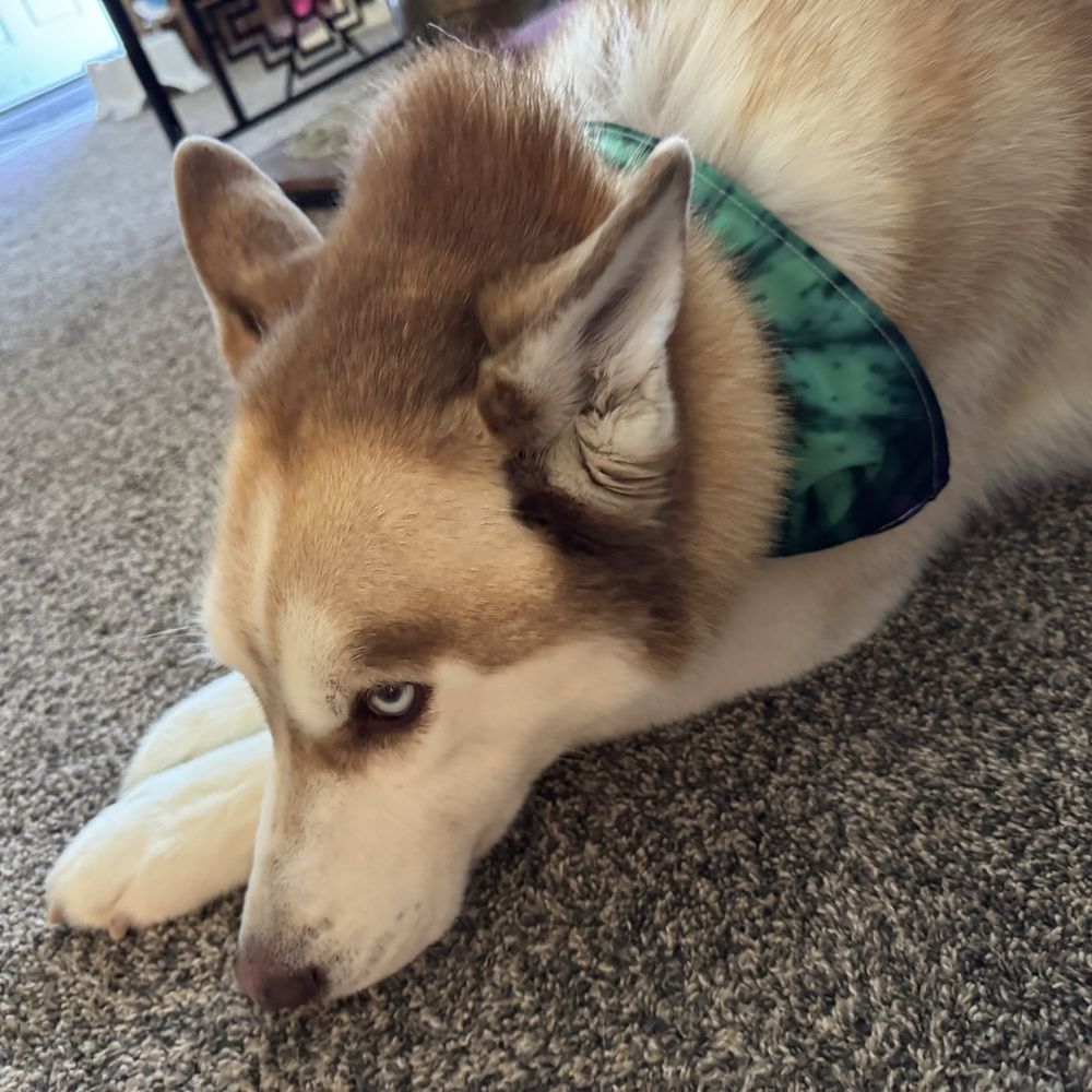 Doggy Dojo - He was happy to be home and clean - Pet Training Near Me - Burley, Idaho Doggy Dojo - He was happy to be home and clean - Pet Training Near Me - Burley, Idaho