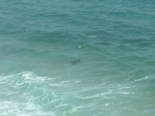 Noosa National Park by null