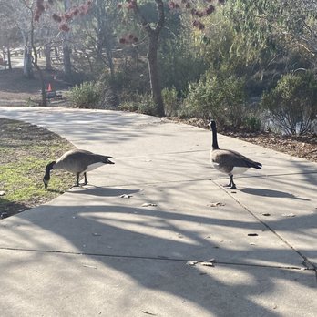 Almaden Lake Park - Almaden Lake Park - Parks Near Me - San Jose, California