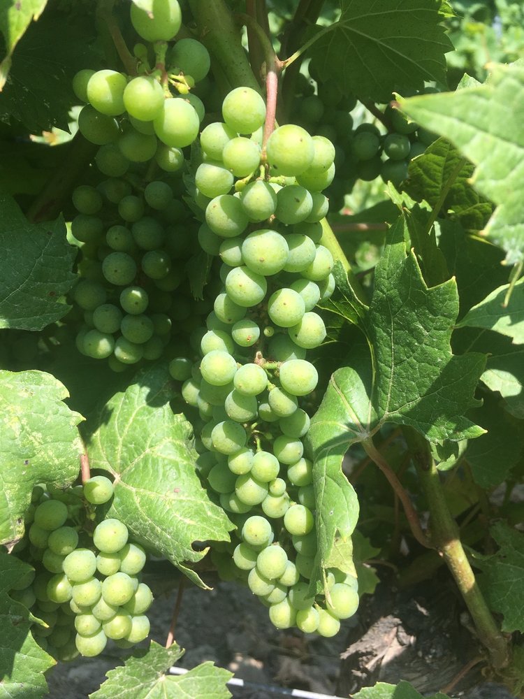 DOMAINE STJACQUES Updated July 2024 615 Route Édouard VII, Saint