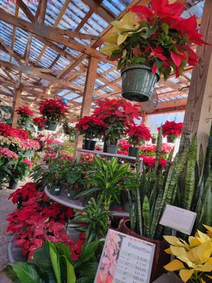Tallahassee Nurseries by null