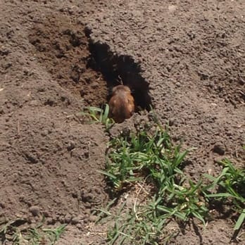 Cypress Trails Park - Gopher 2 - Parks Near Me - Chino, California Cypress Trails Park - Gopher 2 - Parks Near Me - Chino, California