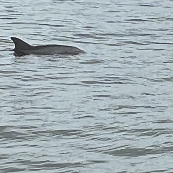 Baywatch Dolphin Tours - Dolphins - Tours Near Me - Galveston, Texas