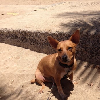 Kaimana Beach - Dogs allowed! - Beaches Near Me - Honolulu, Hawaii Kaimana Beach - Dogs allowed! - Beaches Near Me - Honolulu, Hawaii
