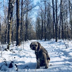 Hundewiese Waldtruderinger Wald