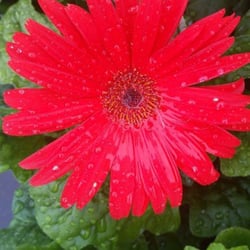Stuckmeyer Plants & Produce - Fresh Flowers