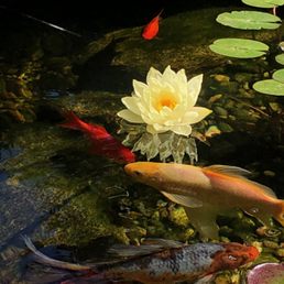Happy Fish.