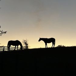 Lady Olivia At North Cliff Farm - Pasture with Thoroughbred Racing horses.