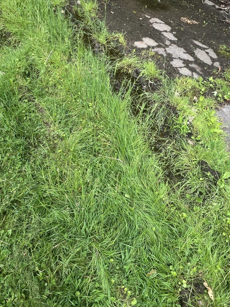 Slide of Bantam Wesson Energy