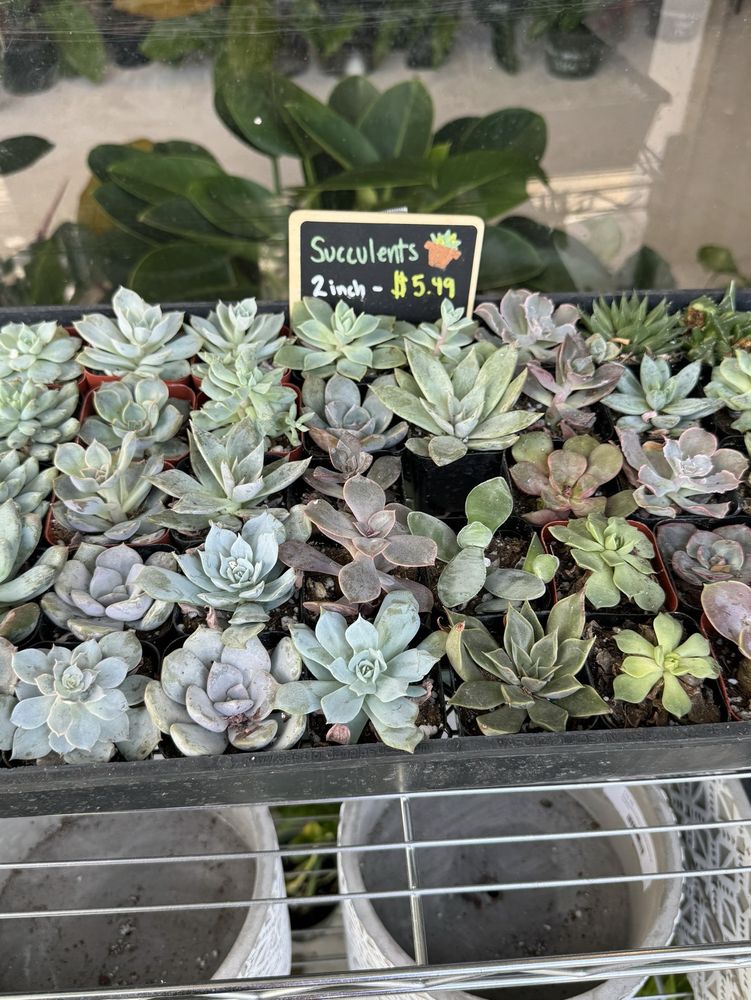 PLANT BAR Updated September 2024 10 Photos 307C Kamani St