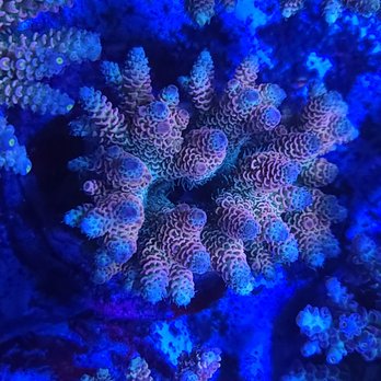 Galactic Coral - Aquarium Services Near Me - Houston, Texas Galactic Coral - Aquarium Services Near Me - Houston, Texas