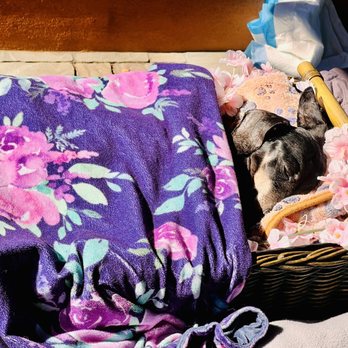 Fond Farewell - Toby - Veterinarians Near Me - Campbell, California
