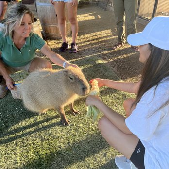 Conservation Ambassadors - Zoo to You - Zoos Near Me - Paso Robles, California Conservation Ambassadors - Zoo to You - Zoos Near Me - Paso Robles, California