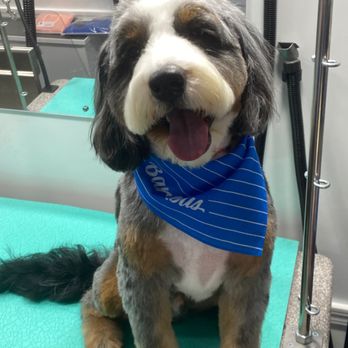 Barkbus Mobile Dog Grooming - All done! - Pet Groomers Near Me