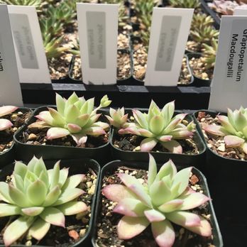 Evergreen Farm - 2 inch succulent - Nurseries & Gardening Near Me - San Jose, California Evergreen Farm - 2 inch succulent - Nurseries & Gardening Near Me - San Jose, California