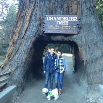 Drive-Thru Tree - Drive-thru tree - Parks Near Me - Leggett, California Drive-Thru Tree - Drive-thru tree - Parks Near Me - Leggett, California