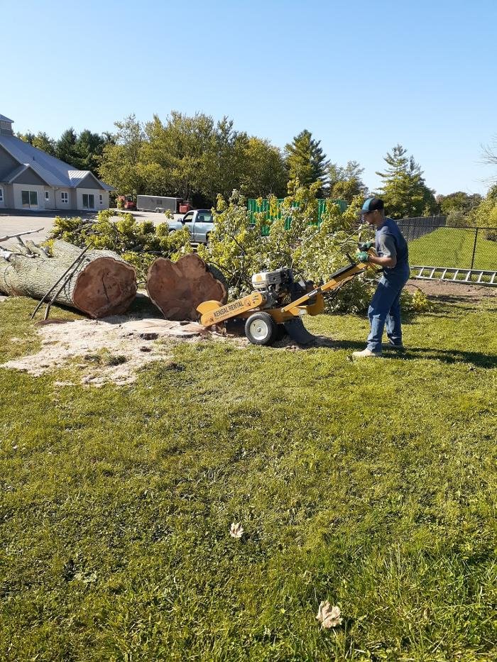 ASH TREE SERVICE Updated September 2024 Request a Quote London