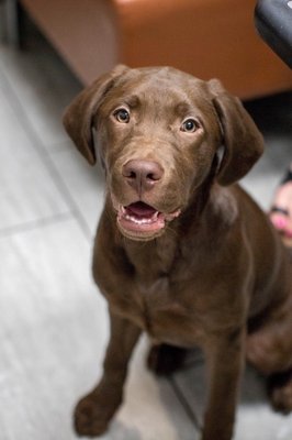 1st Pet Veterinary Centers 83 Photos 303 Reviews Veterinarians 1233 W Warner Rd Chandler Az United States Phone Number Yelp