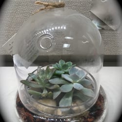 Terraniums
